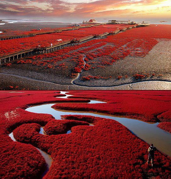 Red Beach in Panjin, China